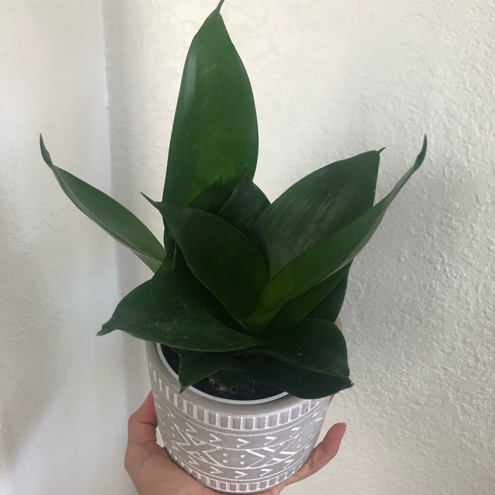 Snake plant + planter